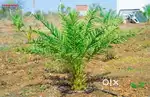 DATES CULTIVATION