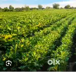 One and half Acre Agricultural land for sale