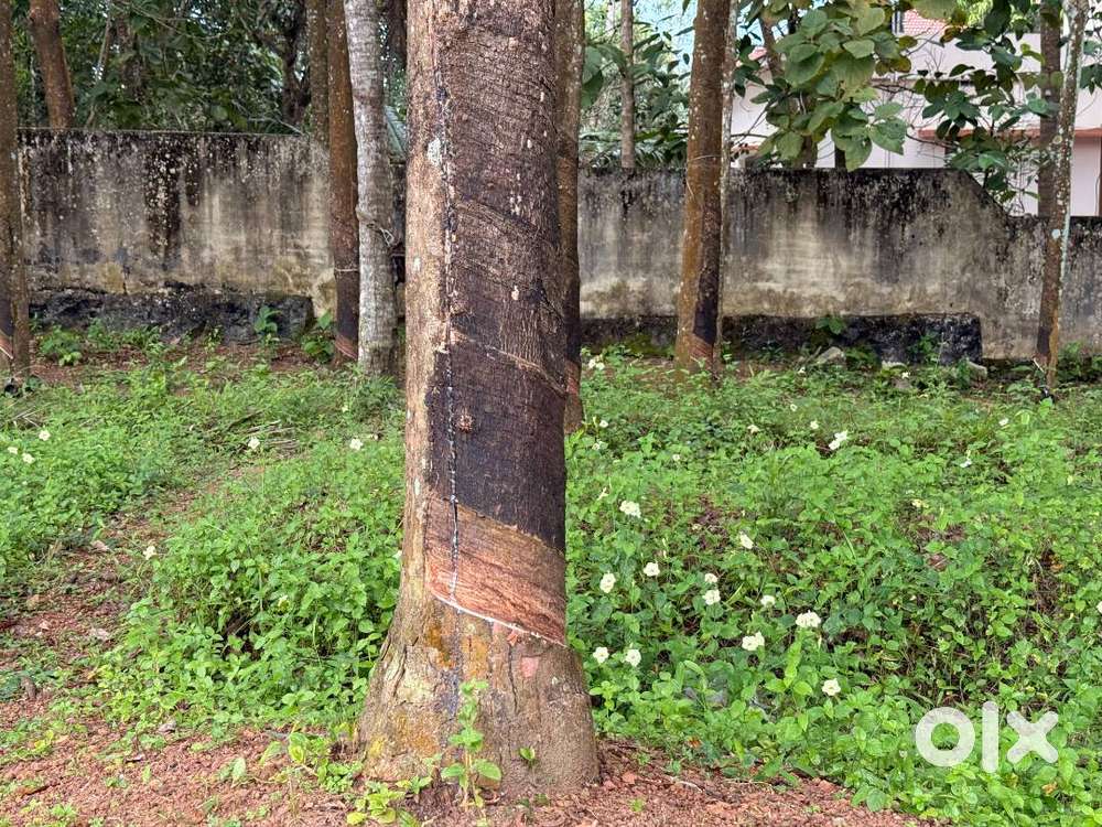 1 Acre Land for Sale-Muthuvila Thiruvananthapuram