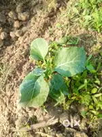 12 Biswa single plot