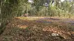 26 cents plot for sale at Thevalakkara Kollam