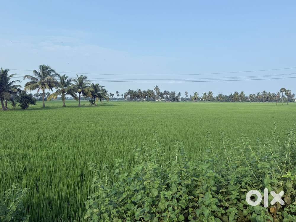 This loacated in 1km near to Nemam and 2km near to Panduru national