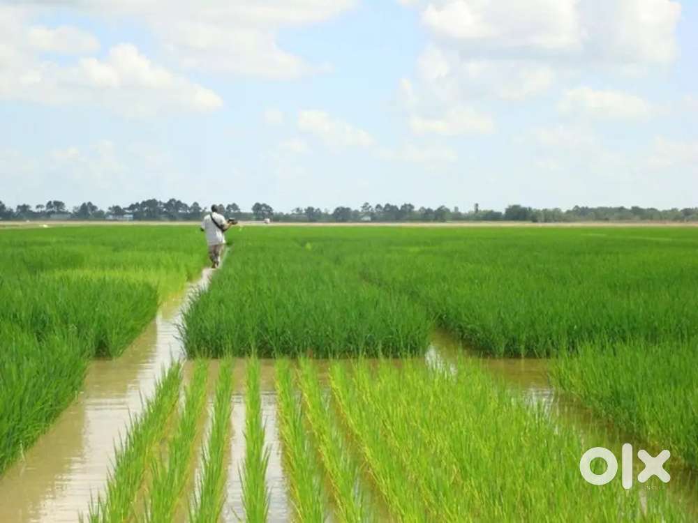 Cjsf land original government patta vundhi pothireddy palem kovuru