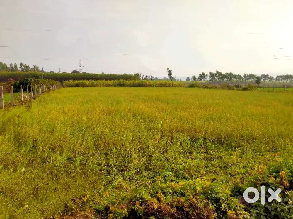 6 bigha land for sale 45 lakh par bigha near RTO dalipur