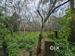 5.5 Acre rubber plantation near upcoming specialty Hospital, Aimury