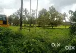 49.5 Cent Plot for Sale in Peringala Town, Pallikkara