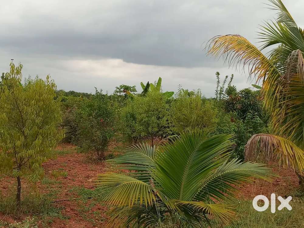 MANAGED FARMLAND WITH WEEKEND HOME 6534SQT FOR SALE CALL