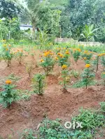 Rectagle shape Land with two side 7 meter  wide road road  frontage