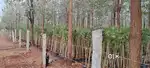 RED SANDAL FARM LAND WITH EMI FACILITY