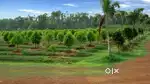 Sandal wood farming project in Bhapur Atahagarh Cuttack Odisha