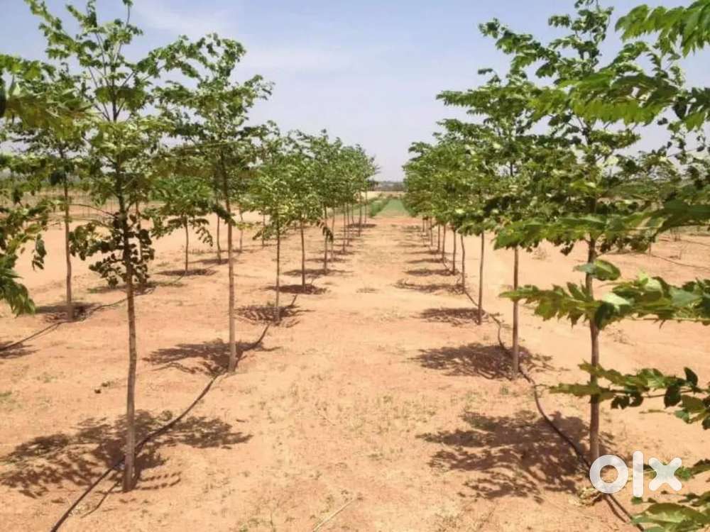 Agriculture lands for sale in Nellore