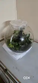 Premium Glass Terrarium  Self-Sustaining Indoor Plants