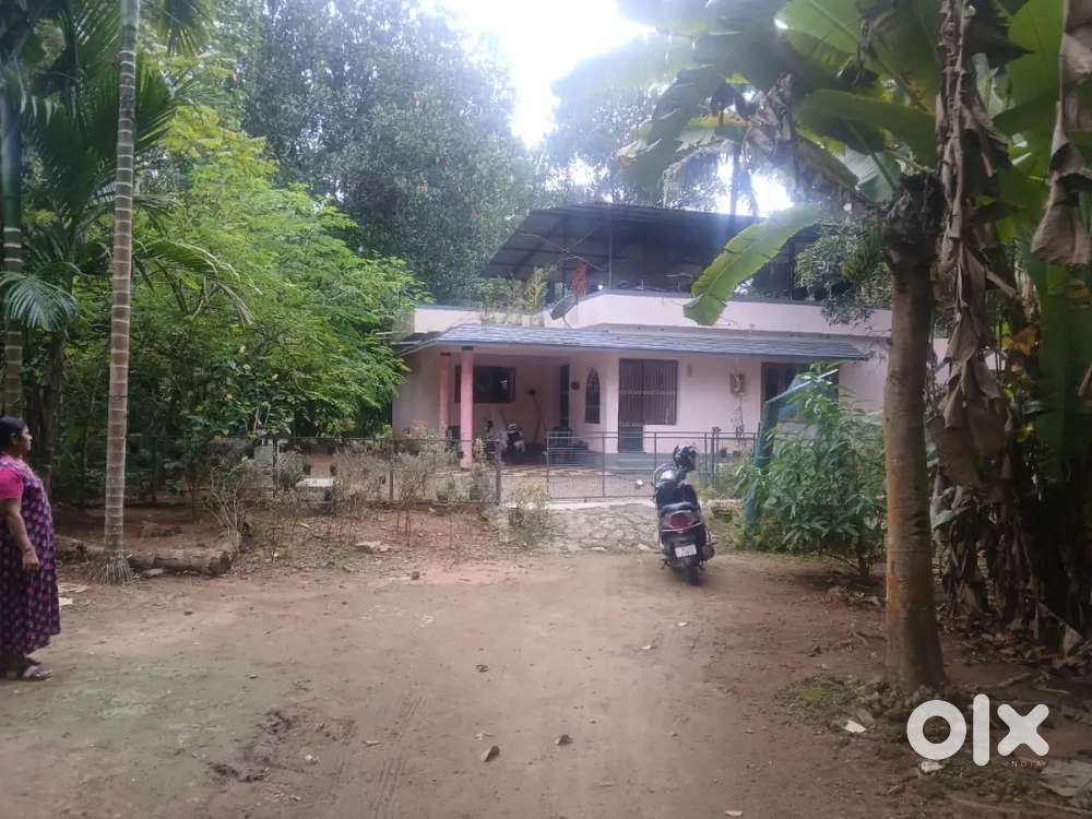 Place for sale (pandanad north) the bank of pampa river