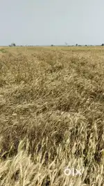 25 Bigah Agricultural Land In Tappal (Not for Plotting)