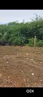 Panjayat approved