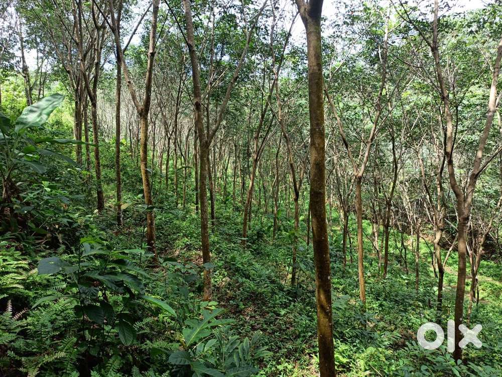 43 cent land for sale