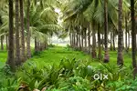 10,000 Acre Coconut Farm Sale in Tamil Nadu