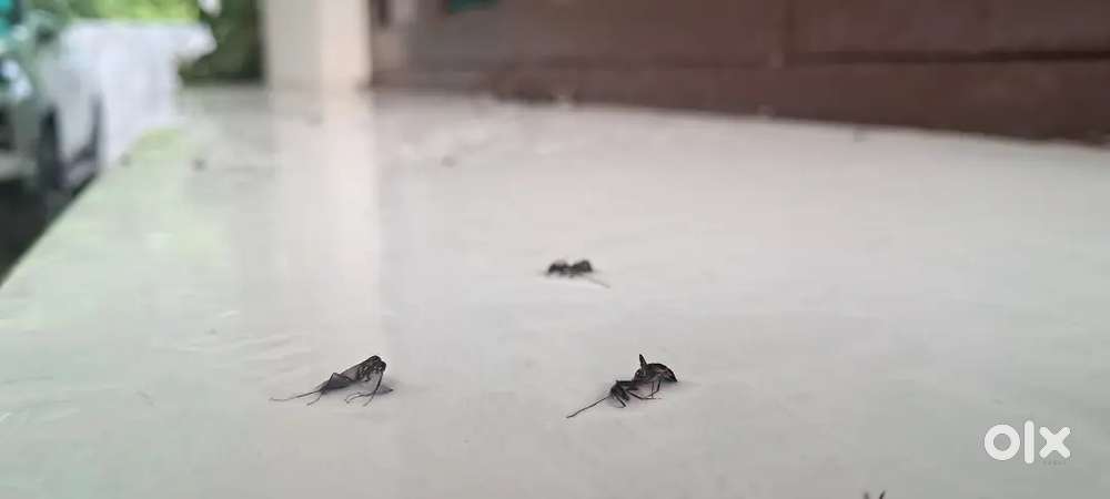 Termo pest Control