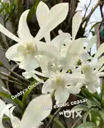 Orchid plants