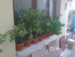 Synchronised Natural Plants with Pot. SALE.
