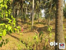 Coconut farmland for sale in Nallepilly, Palakkad