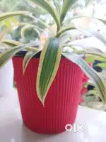 Flower and pot