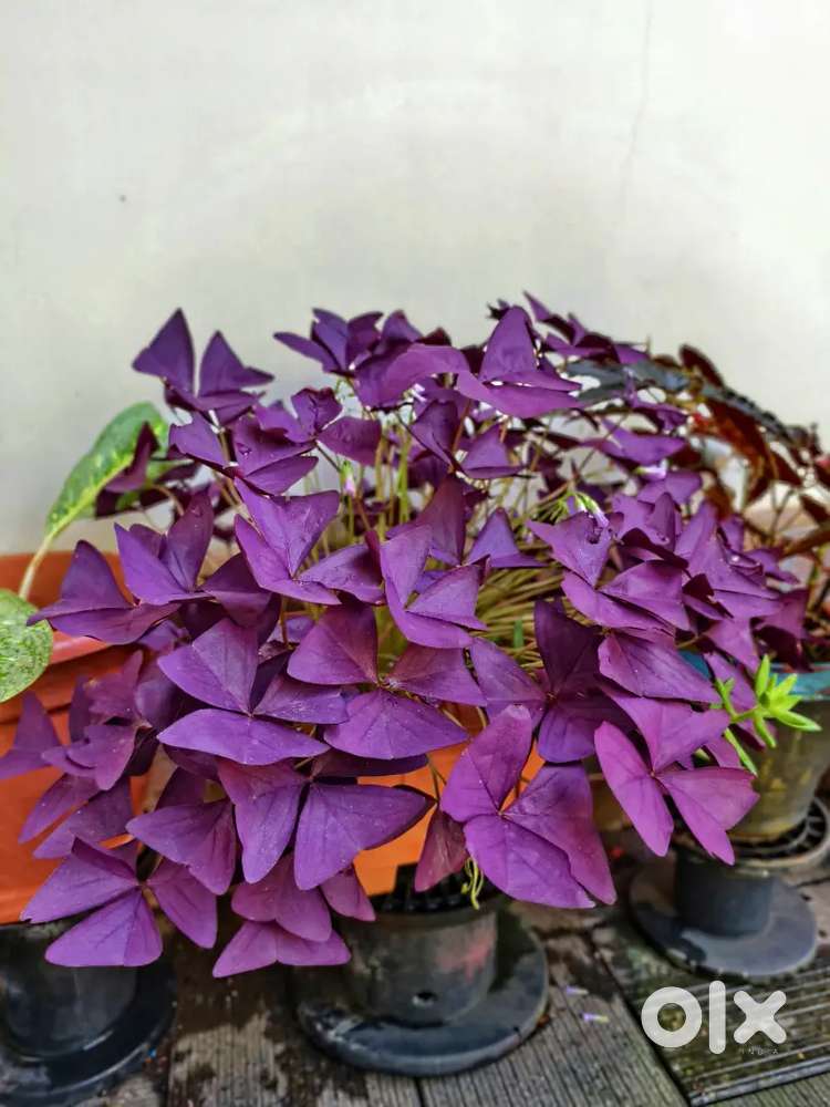 Oxalis triangularis