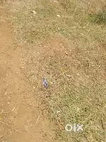 North - East 33*50 corner plot for sale at padmaraj nagar Gokul road