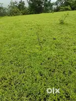 चांदशी मध्ये बिल्डिंग योग्य असा 340 वार 9 मीटर रोड वर प्लॉट विकणे आहे