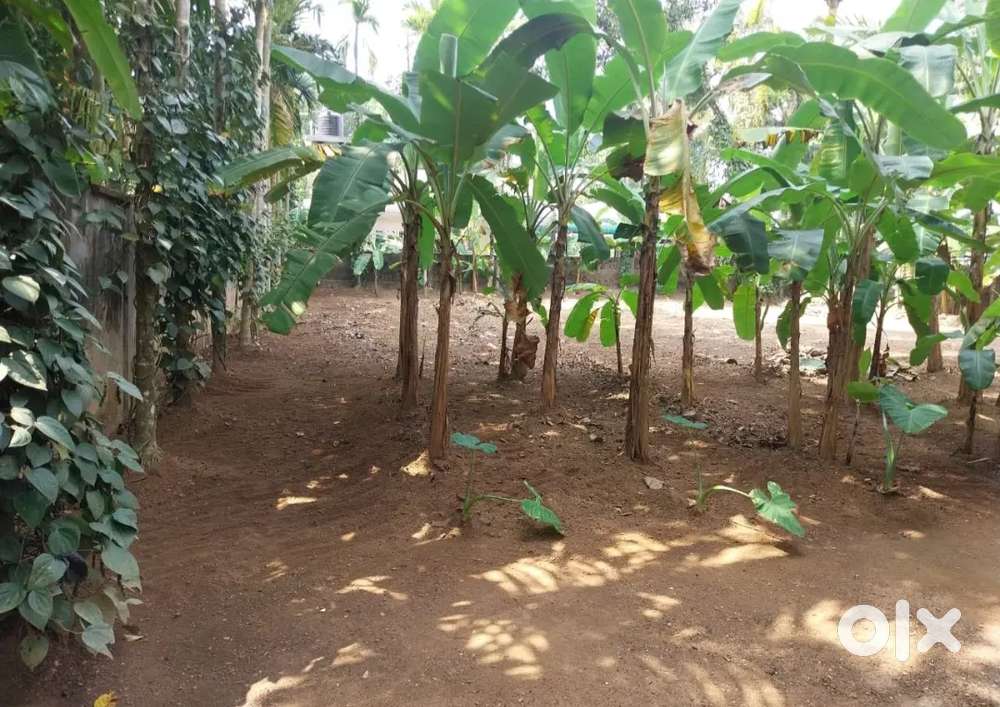 10 cents residential land  champannoor  north