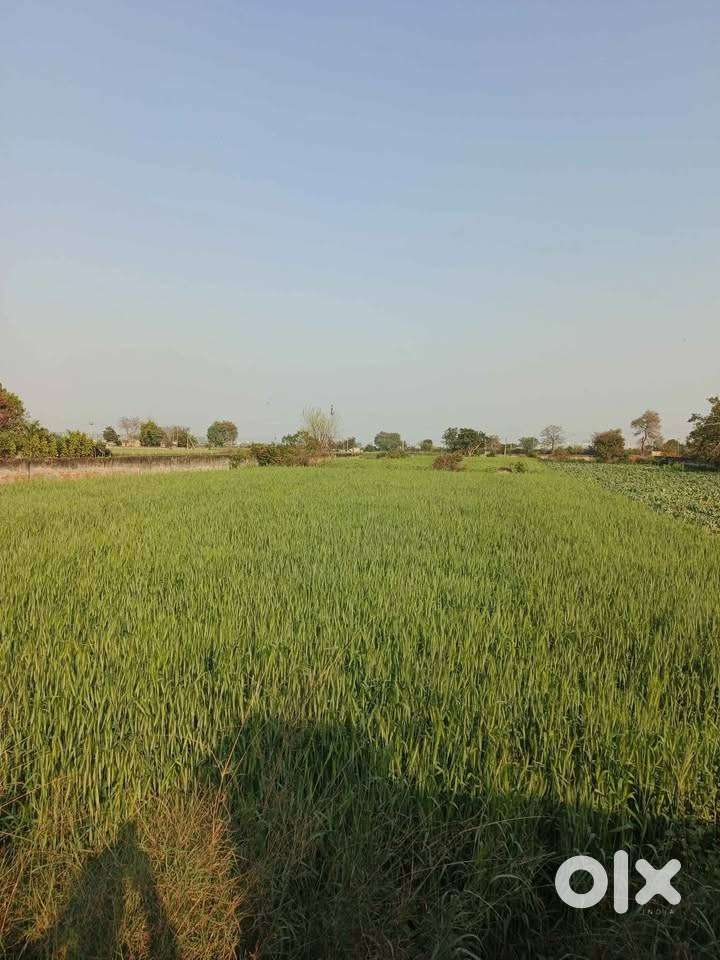 Lease: 1 Acre Agriculture Land , Lalpur, Faridabad