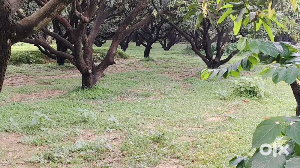 हरे-भरे खेतों के बीच आपकी अपनी कृषि भूमि
 उपलब्ध है