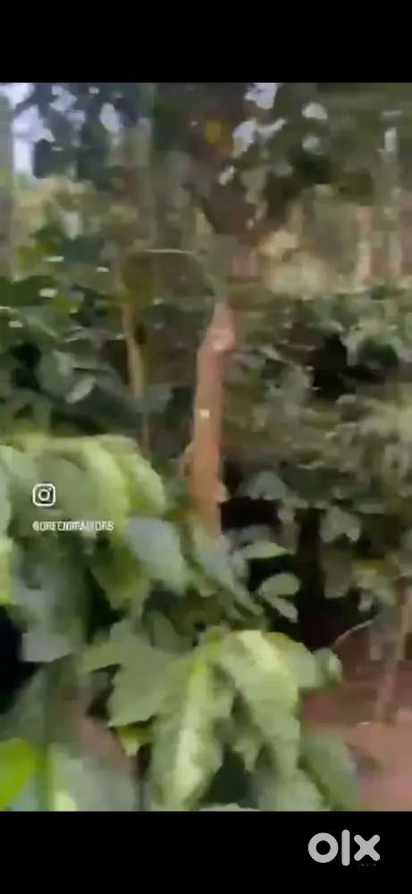 A rare chance to own a premium 40acre fully yielding coeffe estate