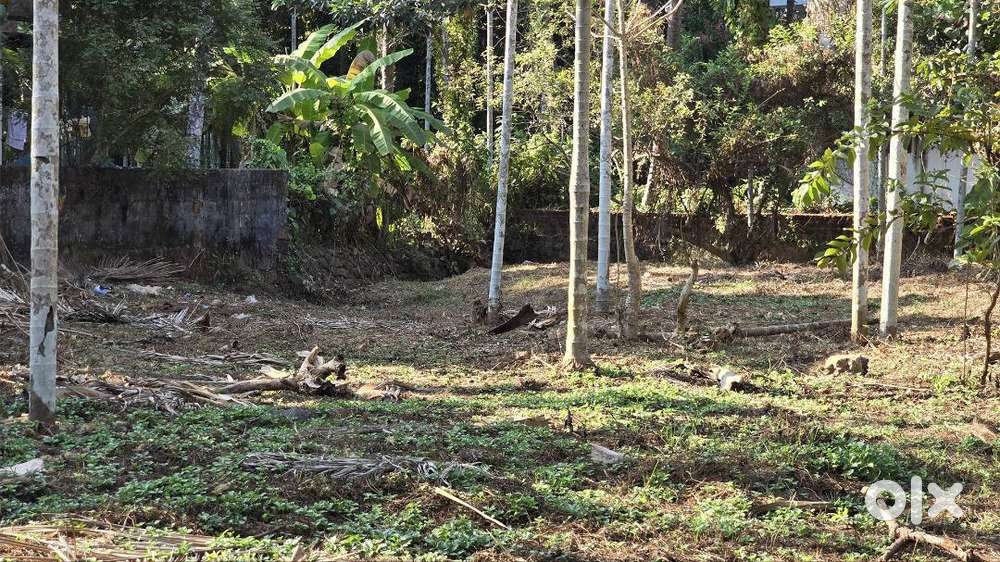Plot For Sale In Moozhikkara, Thalassery P-01404