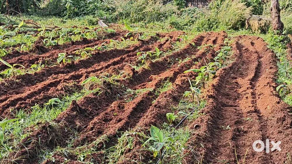 പറമ്പിൽ കൃഷി പണിക്കു ഹെൽപ്പർ ആവശ്യമുണ്ട്