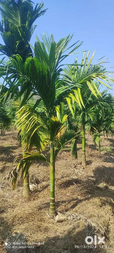 കവുങ്ങിൻതോട്ടം