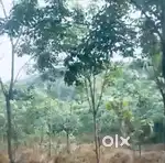 Rubber estate for sale