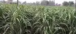 2 Bigha Prime Road Touch Agriculture  Land for Sale Near Dehradun road