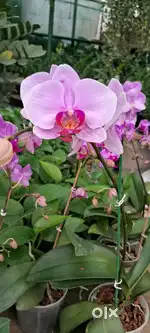 Orchids 500