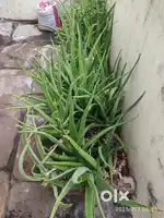 Fresh alovera, Use For Ayurveda Medicine...