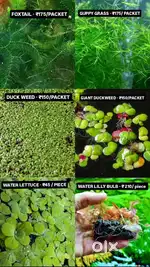 Aquarium/Pond plants