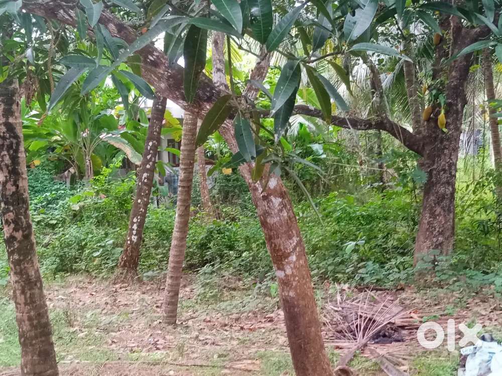 8 cent plot for sale near sargalaya Iringal