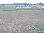 1 Acer 3 Cents Agricultural Land For Sale in Kotyada, Lkota mandal
