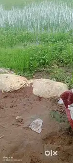 કેતન ભાઈ ગોહિલ