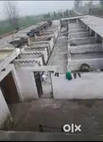 Rent for pig farm
