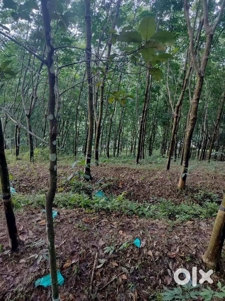 40,000  93 സെന്റ് വസ്തു വില്പന അയ്യപ്പൻകുഴി