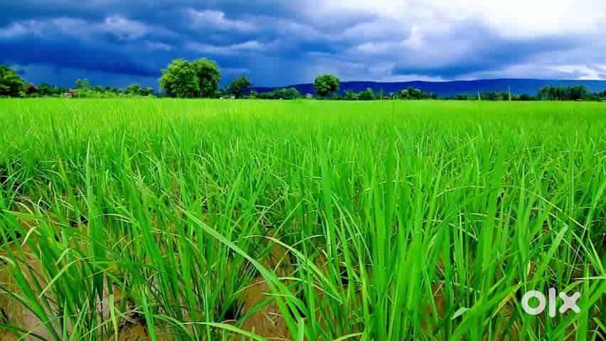 agriculture land Kodurpaka