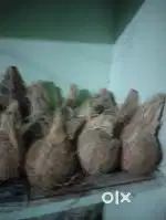 Coconut available for sale
