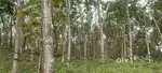 Rubber plant Land for sale
