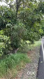 Mango farm
